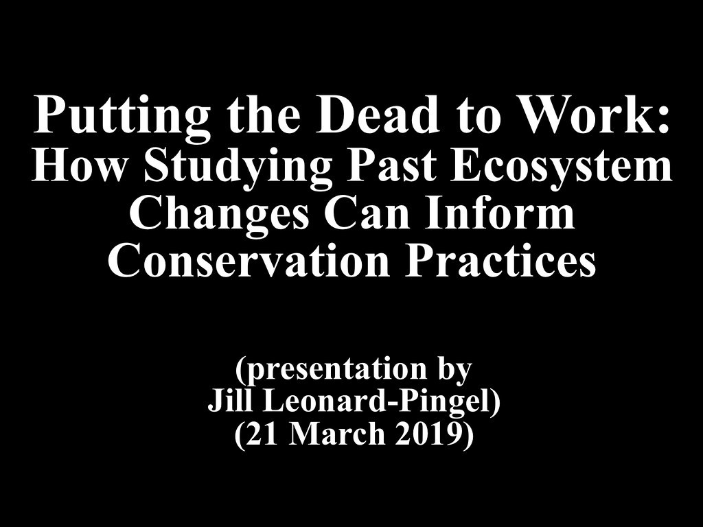 bleached coral restoration