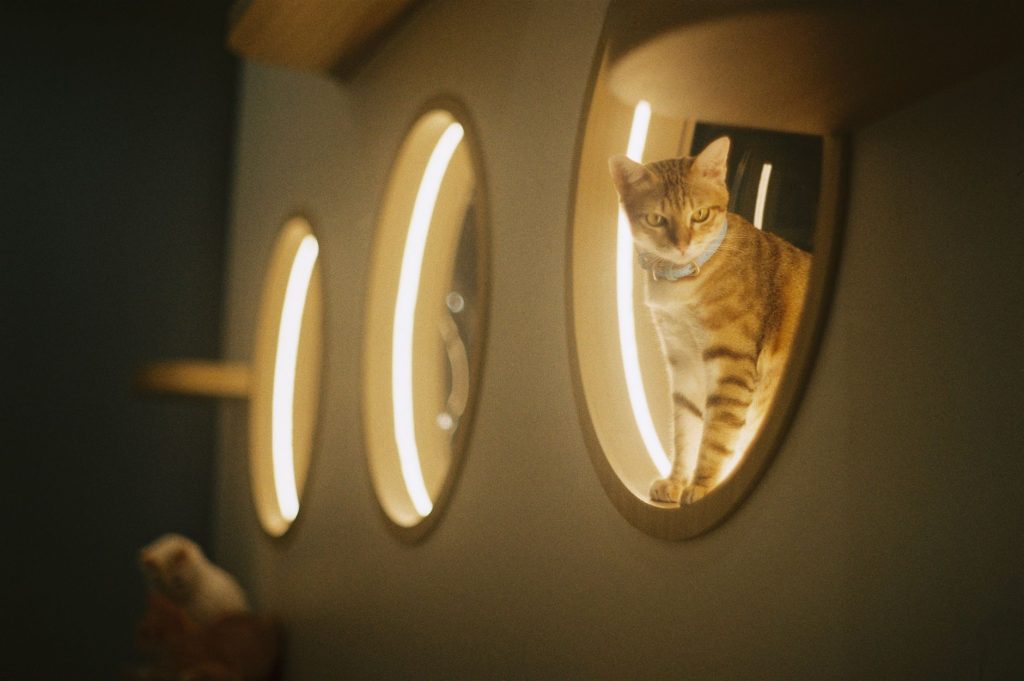 cat in space